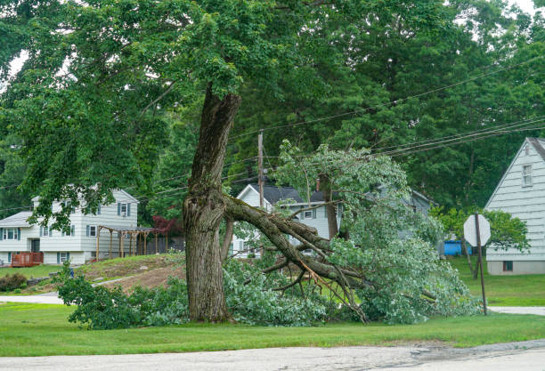 Reliable Kings Park, VA Tree Service Solutions